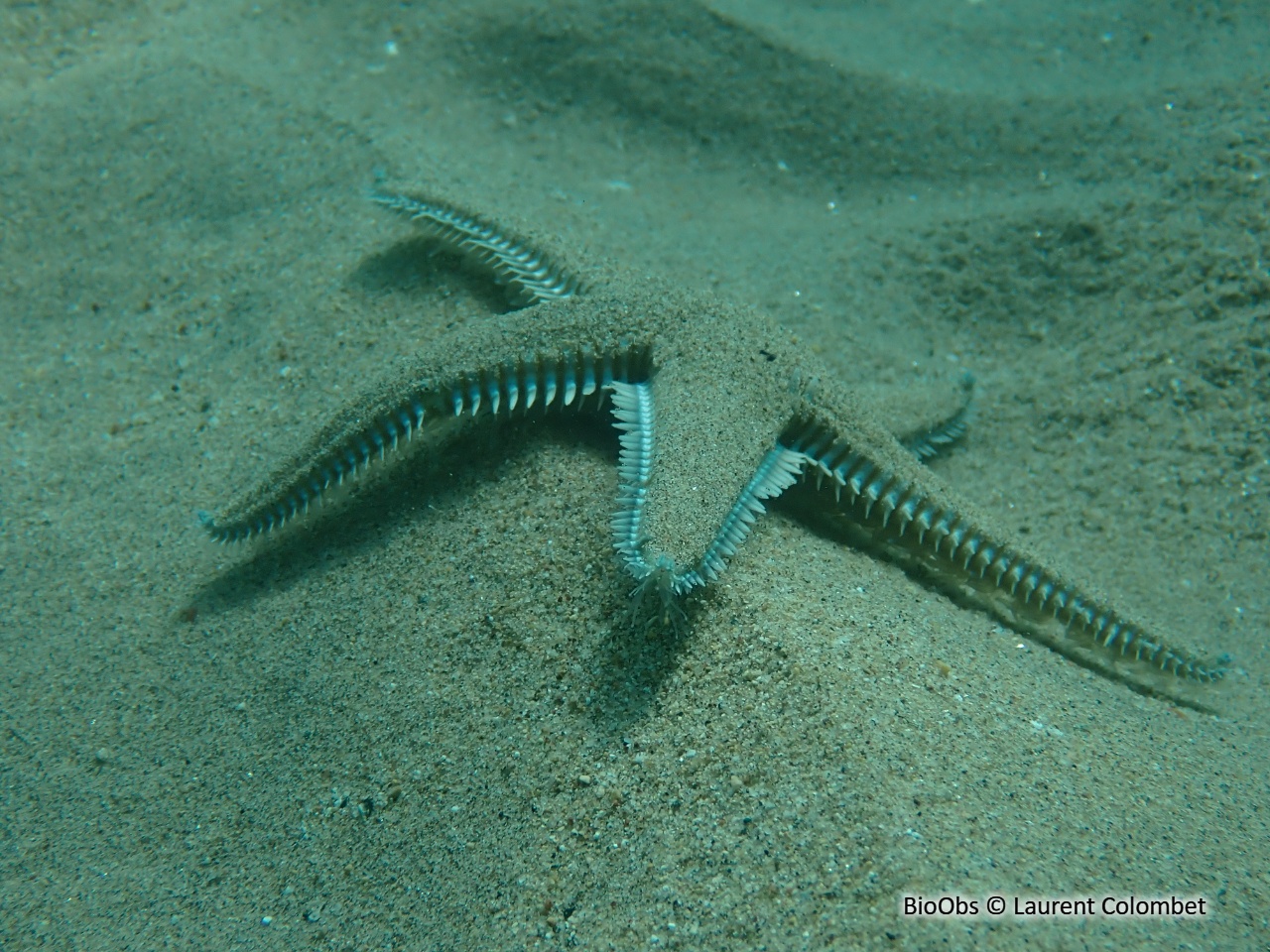 Etoile-peigne à piquants plats - Astropecten platyacanthus - Laurent Colombet - BioObs