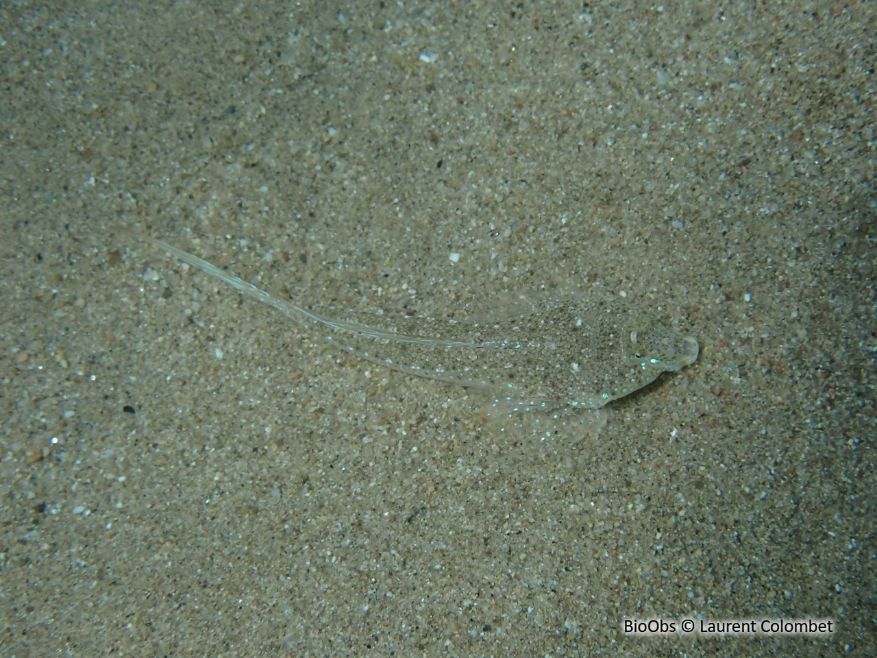 Dragonnet élégant - Callionymus pusillus - Laurent Colombet - BioObs