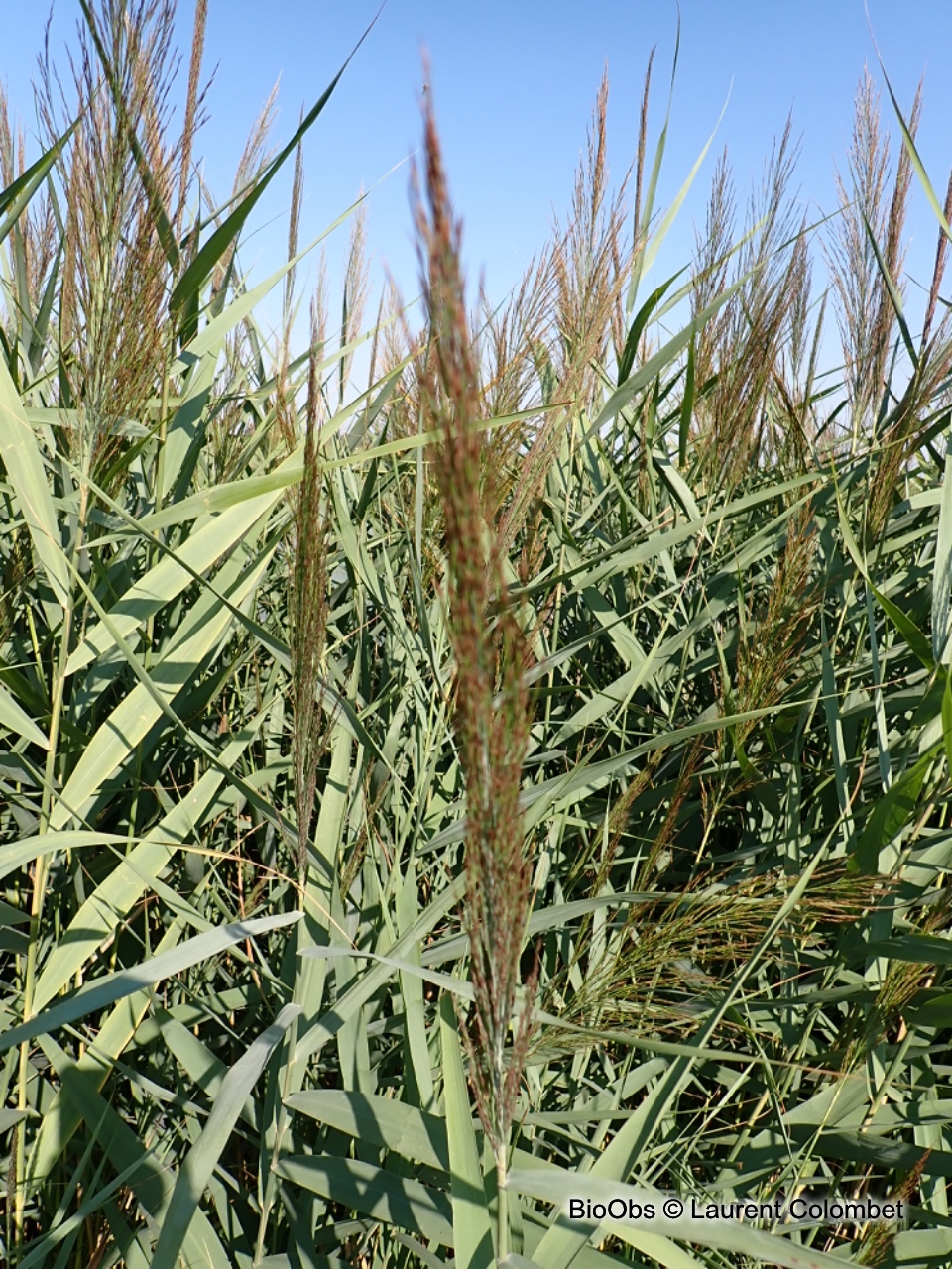 Roseau - Phragmites australis - Laurent Colombet - BioObs