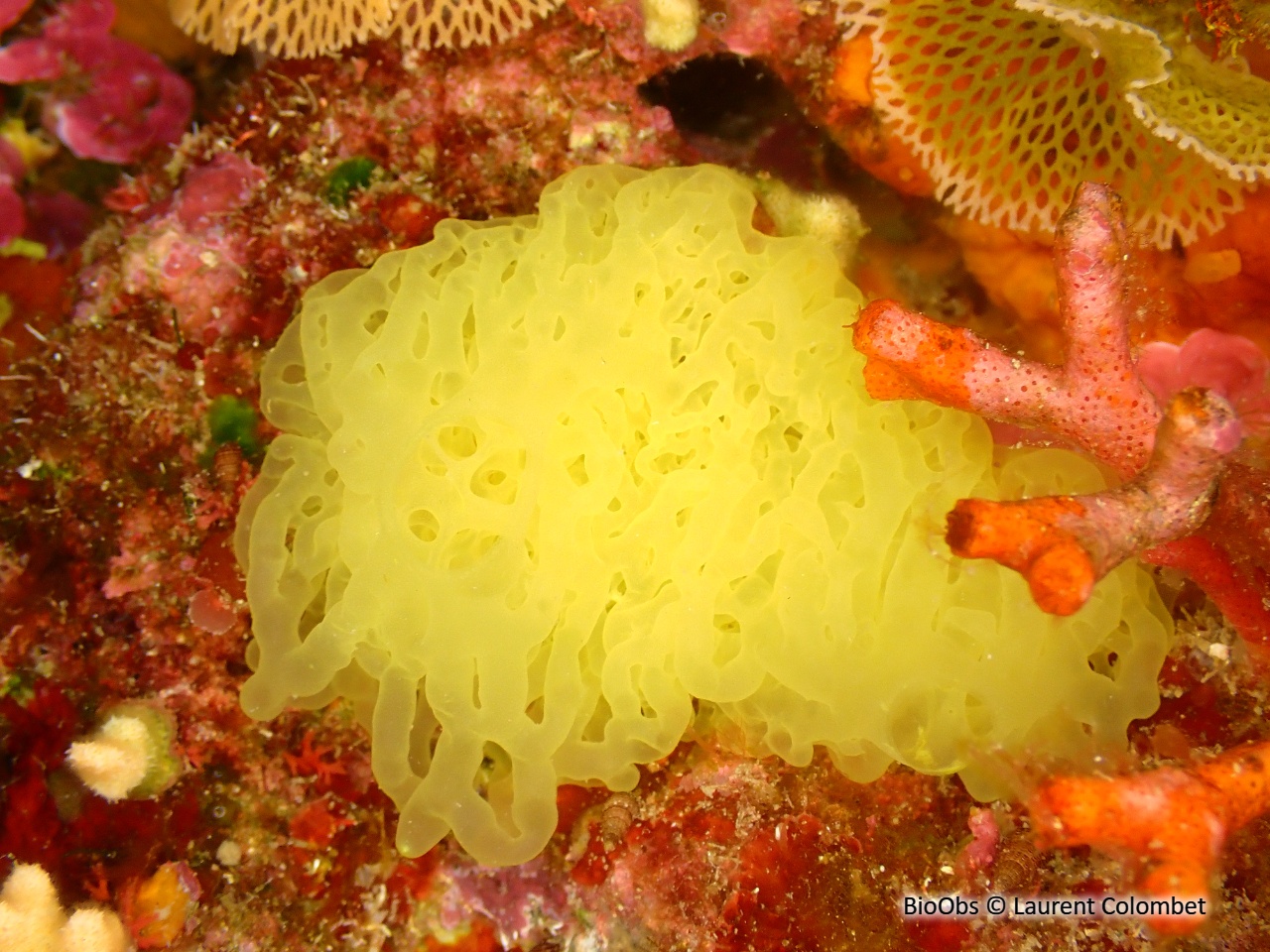 Clathrine jaune - Clathrina clathrus - Laurent Colombet - BioObs