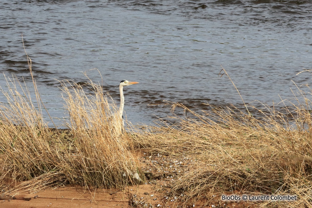 Héron cendré - Ardea cinerea - Laurent Colombet - BioObs