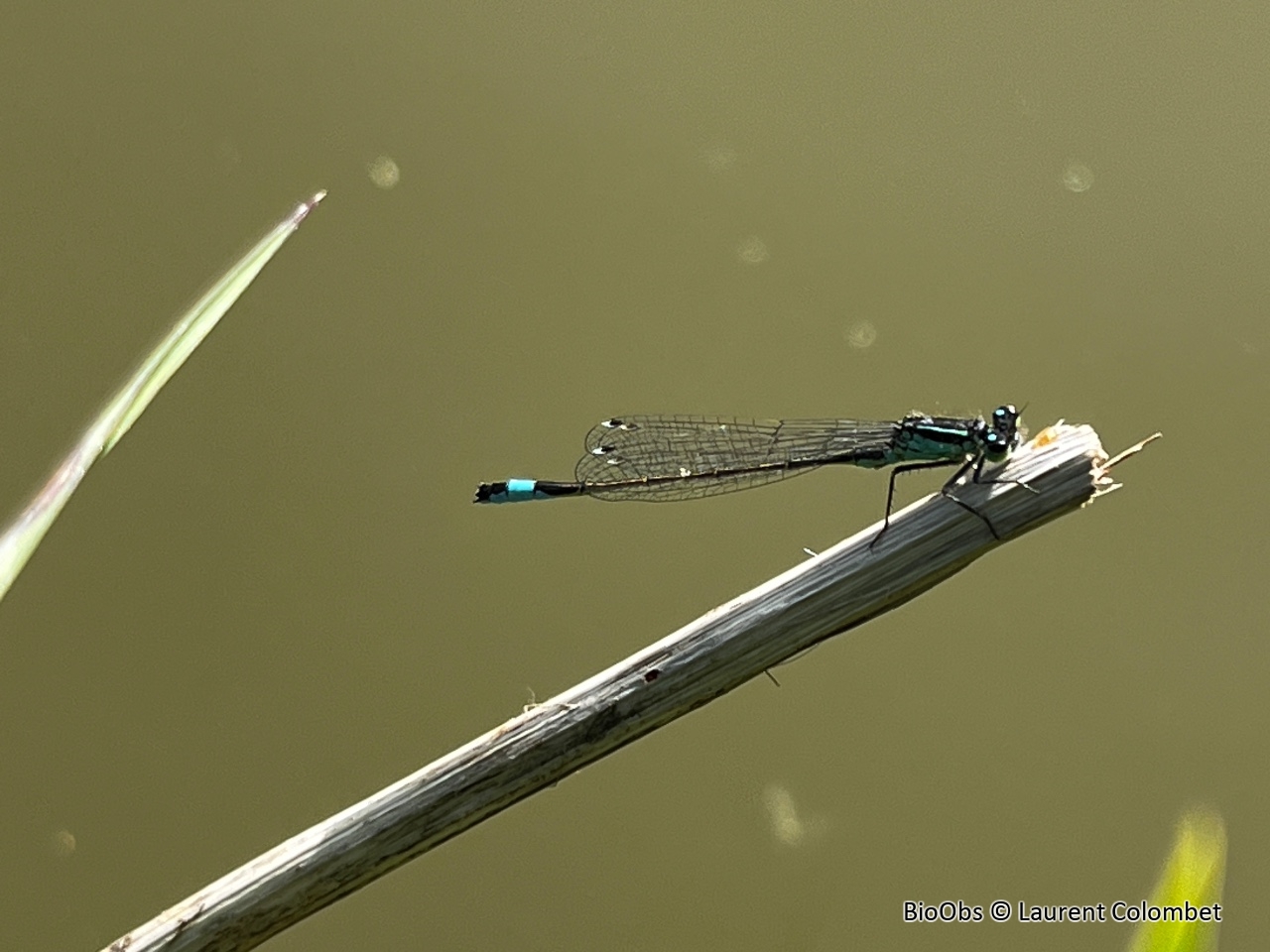 Agrion nain - Ischnura pumilio - Laurent Colombet - BioObs