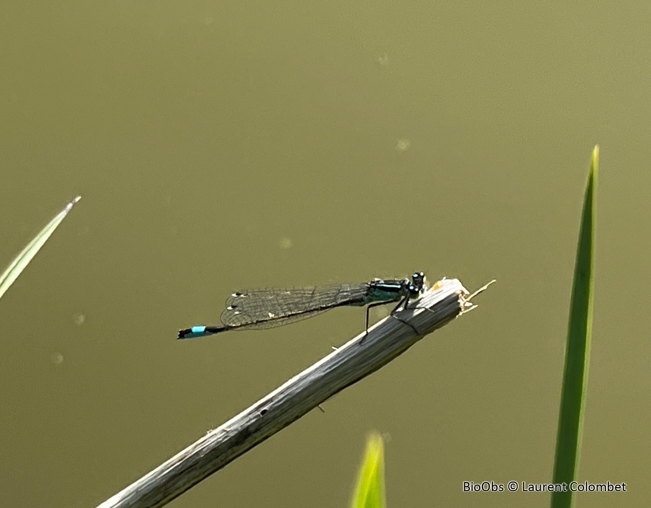 Agrion nain - Ischnura pumilio - Laurent Colombet - BioObs