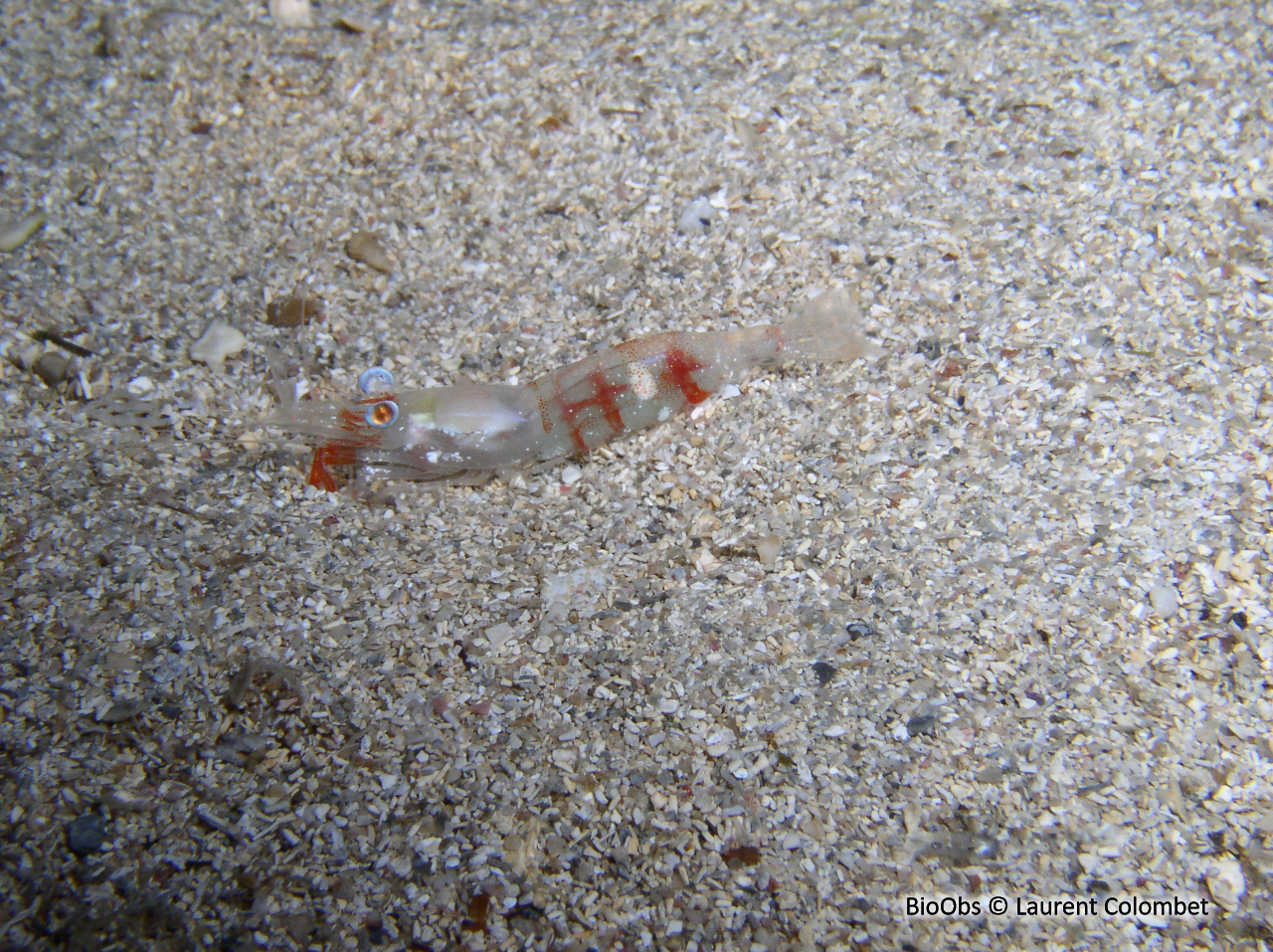 Crevette autruche à gros yeux - Processa macrophthalma - Laurent Colombet - BioObs