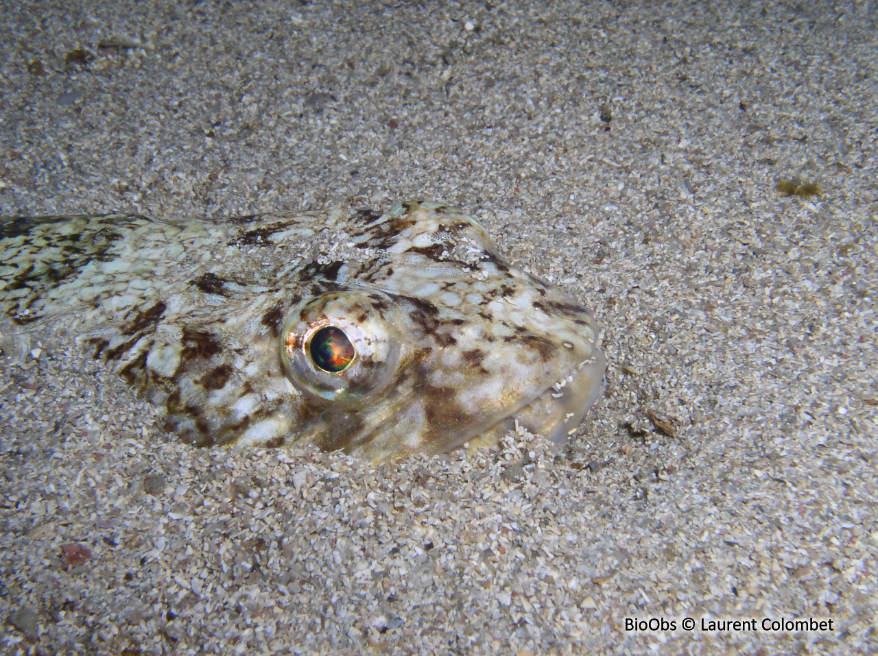 Poisson lézard rayé - Synodus saurus - Laurent Colombet - BioObs
