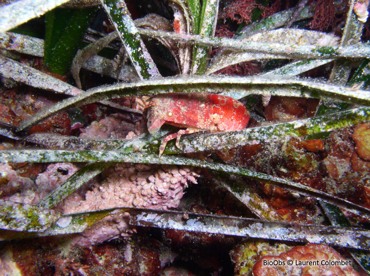 Cigale de mer naine - Scyllarus pygmaeus - Laurent Colombet - BioObs