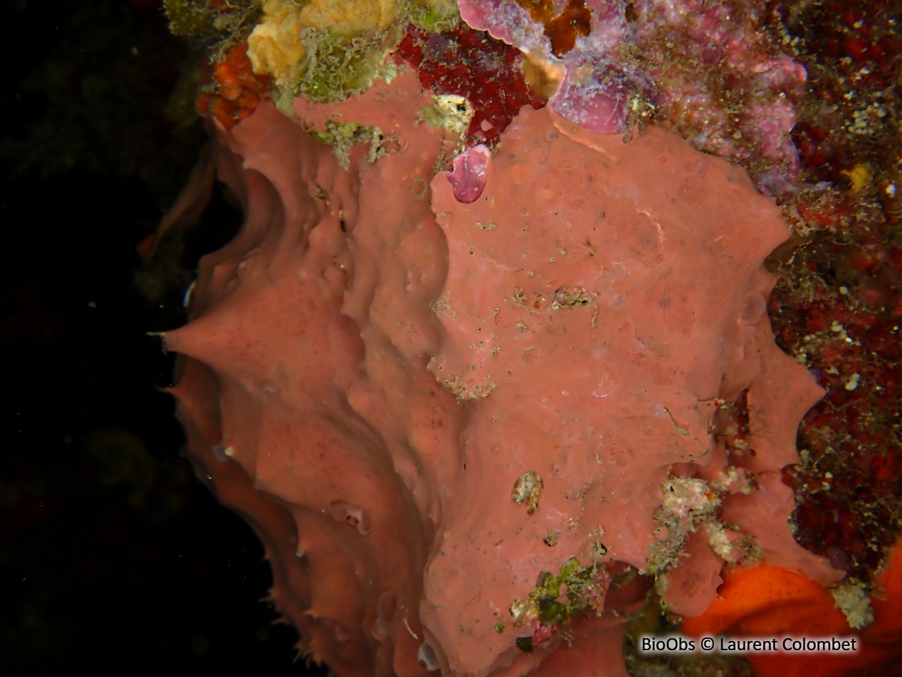 Eponge fibreuse rose - Hexadella racovitzai - Laurent Colombet - BioObs