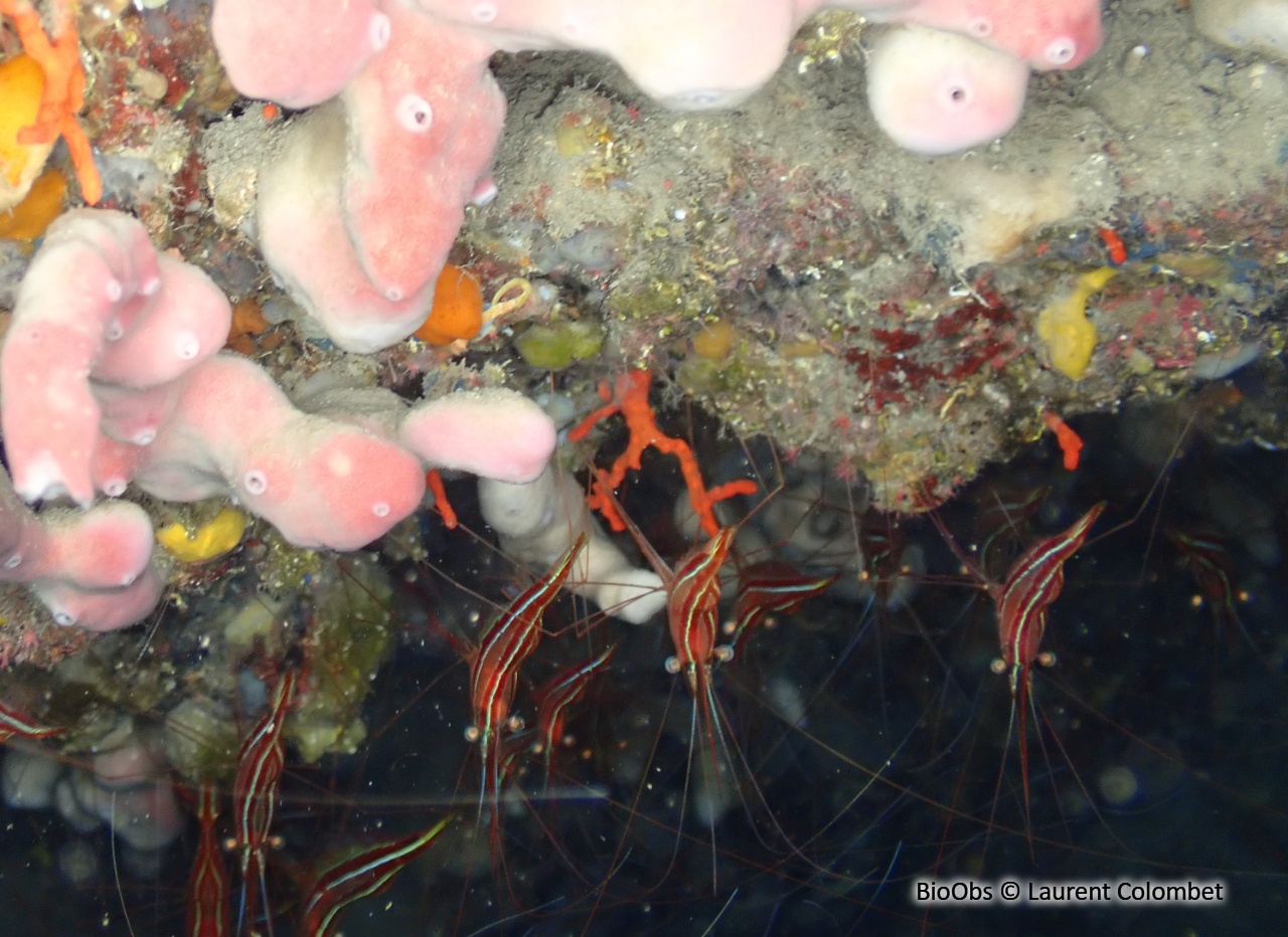 Crevette cavernicole rayée - Plesionika narval - Laurent Colombet - BioObs