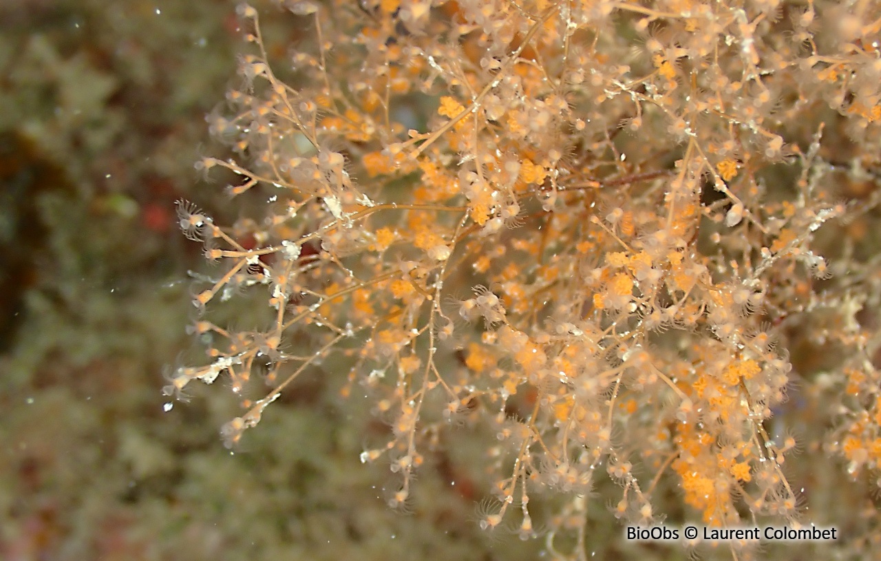 Eudendrium (genre) - Eudendrium - Laurent Colombet - BioObs