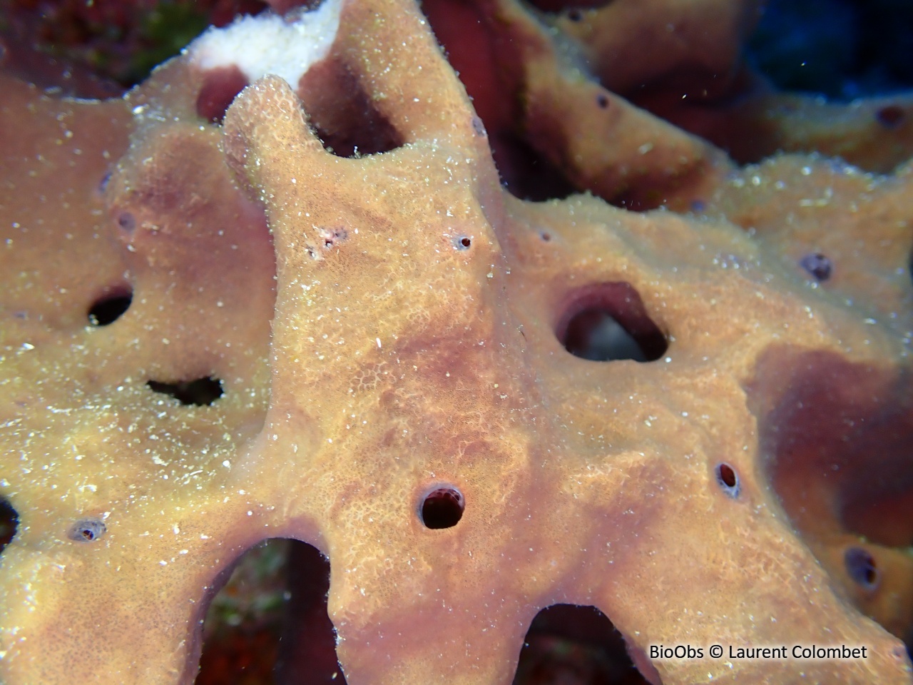 Eponge pierre - Petrosia (Petrosia) ficiformis - Laurent Colombet - BioObs