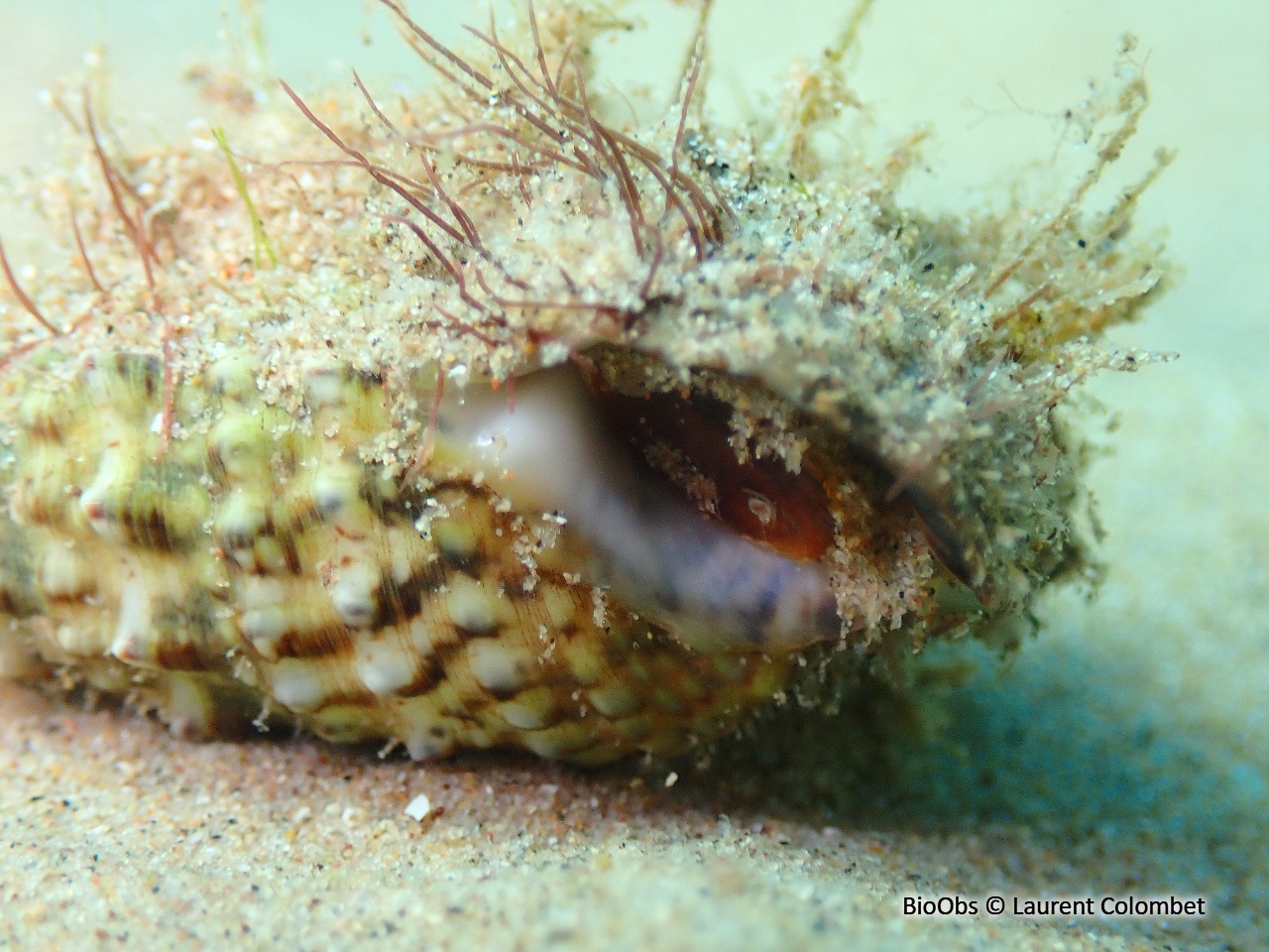 Cérithe goumier - Cerithium vulgatum - Laurent Colombet - BioObs
