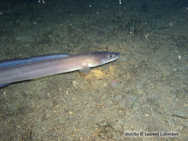 Congre des Baléares - Ariosoma balearicum - Laurent Colombet - BioObs