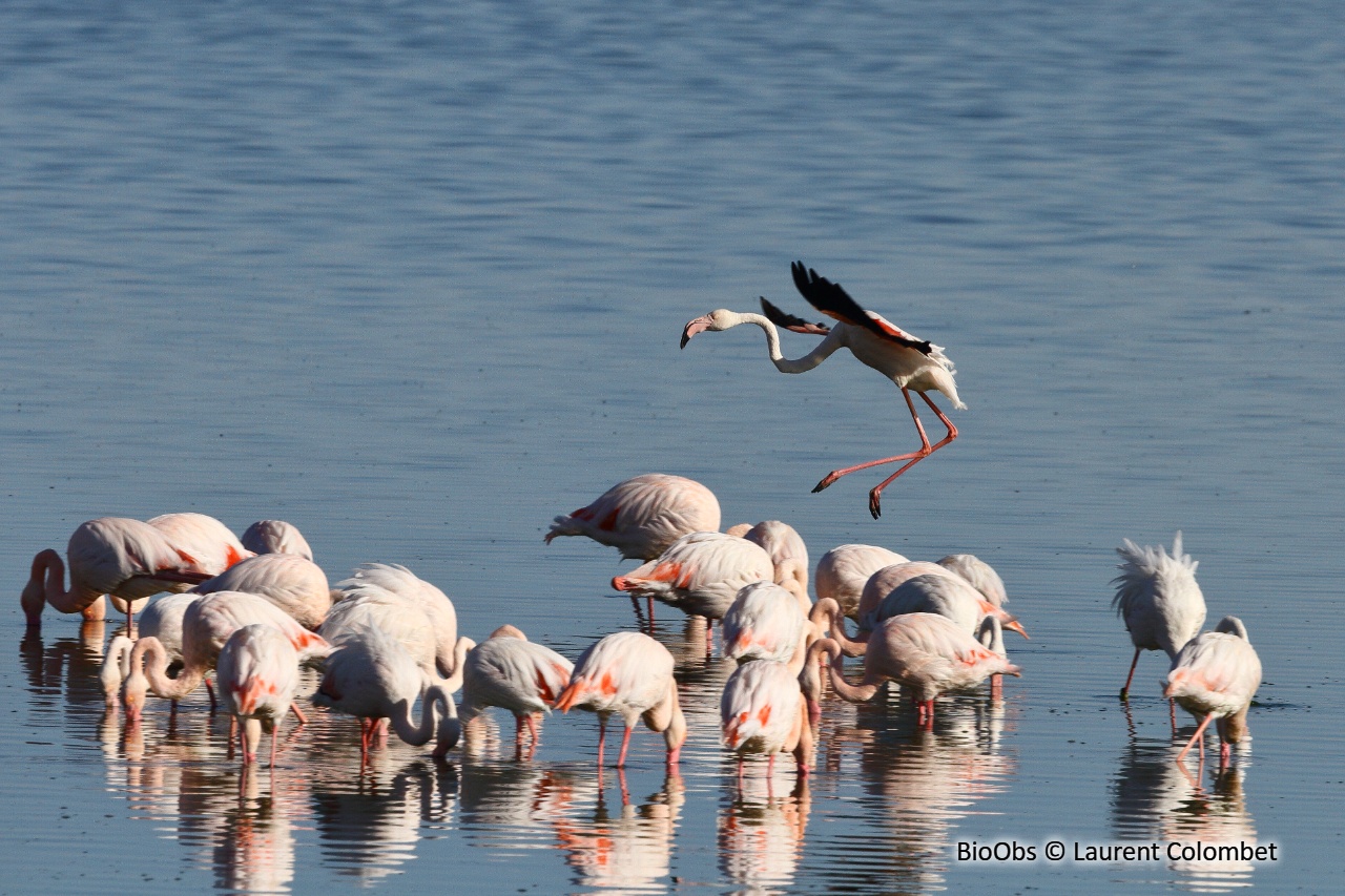 Flamant rose - Phoenicopterus roseus - Laurent Colombet - BioObs