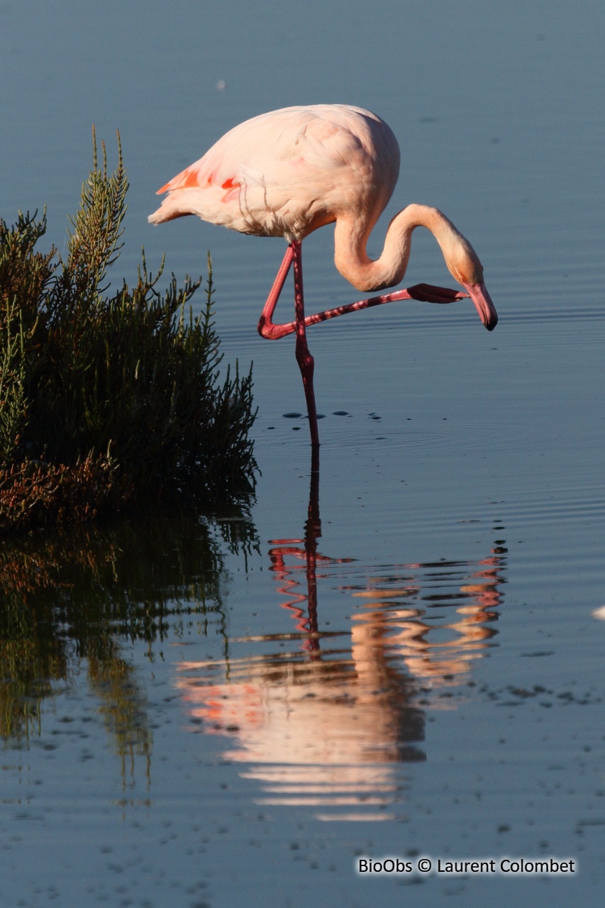 Flamant rose - Phoenicopterus roseus - Laurent Colombet - BioObs