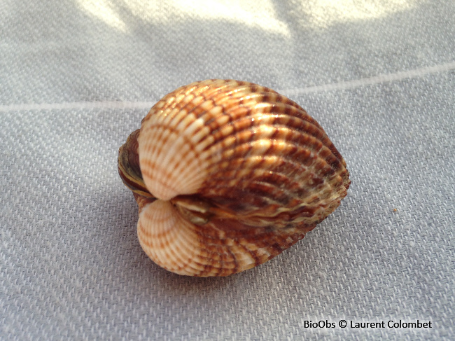 Bucarde tuberculée - Acanthocardia tuberculata - Laurent Colombet - BioObs