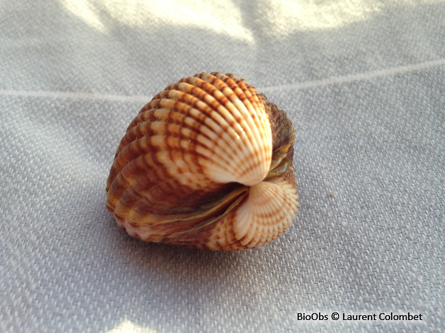 Bucarde tuberculée - Acanthocardia tuberculata - Laurent Colombet - BioObs