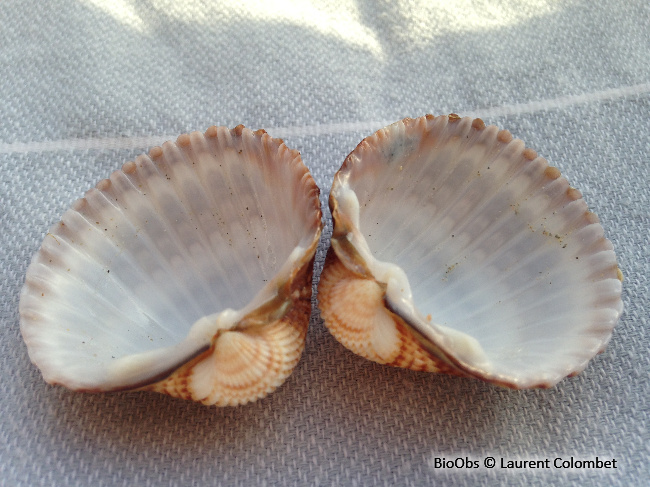 Bucarde tuberculée - Acanthocardia tuberculata - Laurent Colombet - BioObs