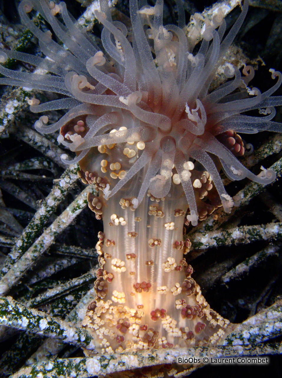 Alicia - Alicia mirabilis - Laurent Colombet - BioObs