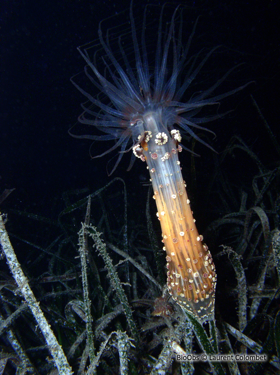 Alicia - Alicia mirabilis - Laurent Colombet - BioObs