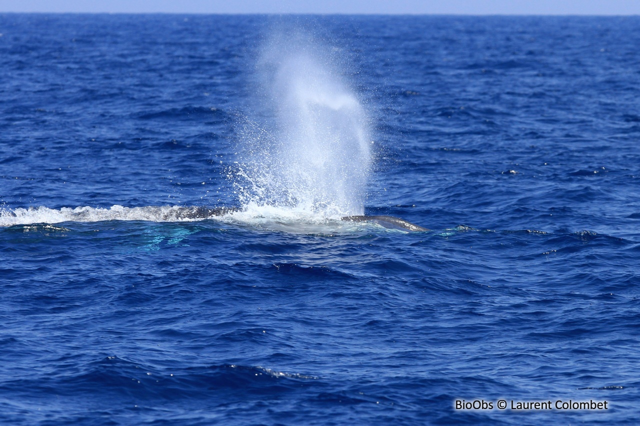 Rorqual commun - Balaenoptera physalus - Laurent Colombet - BioObs