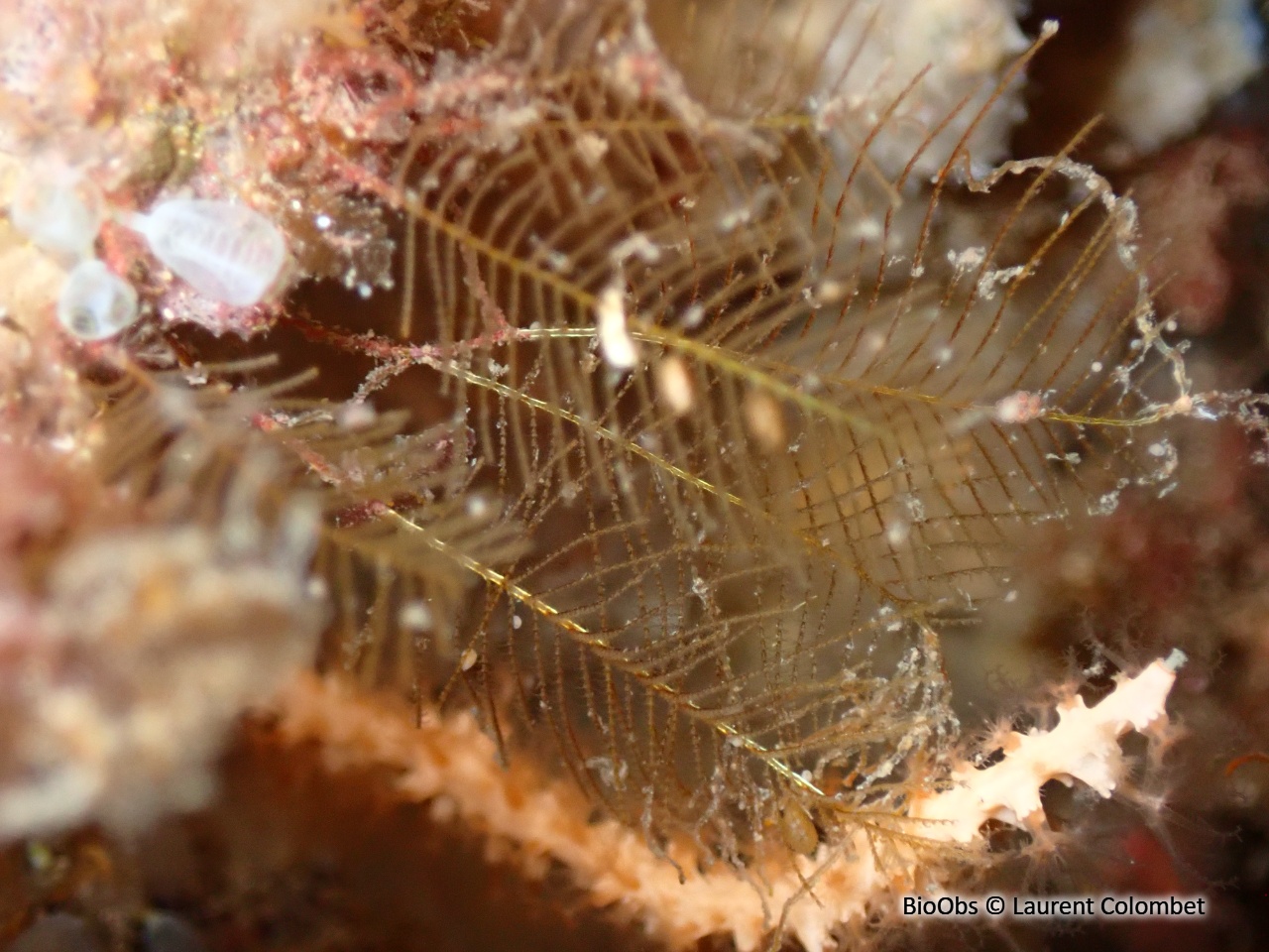Plumulaire - Aglaophenia tubiformis - Laurent Colombet - BioObs