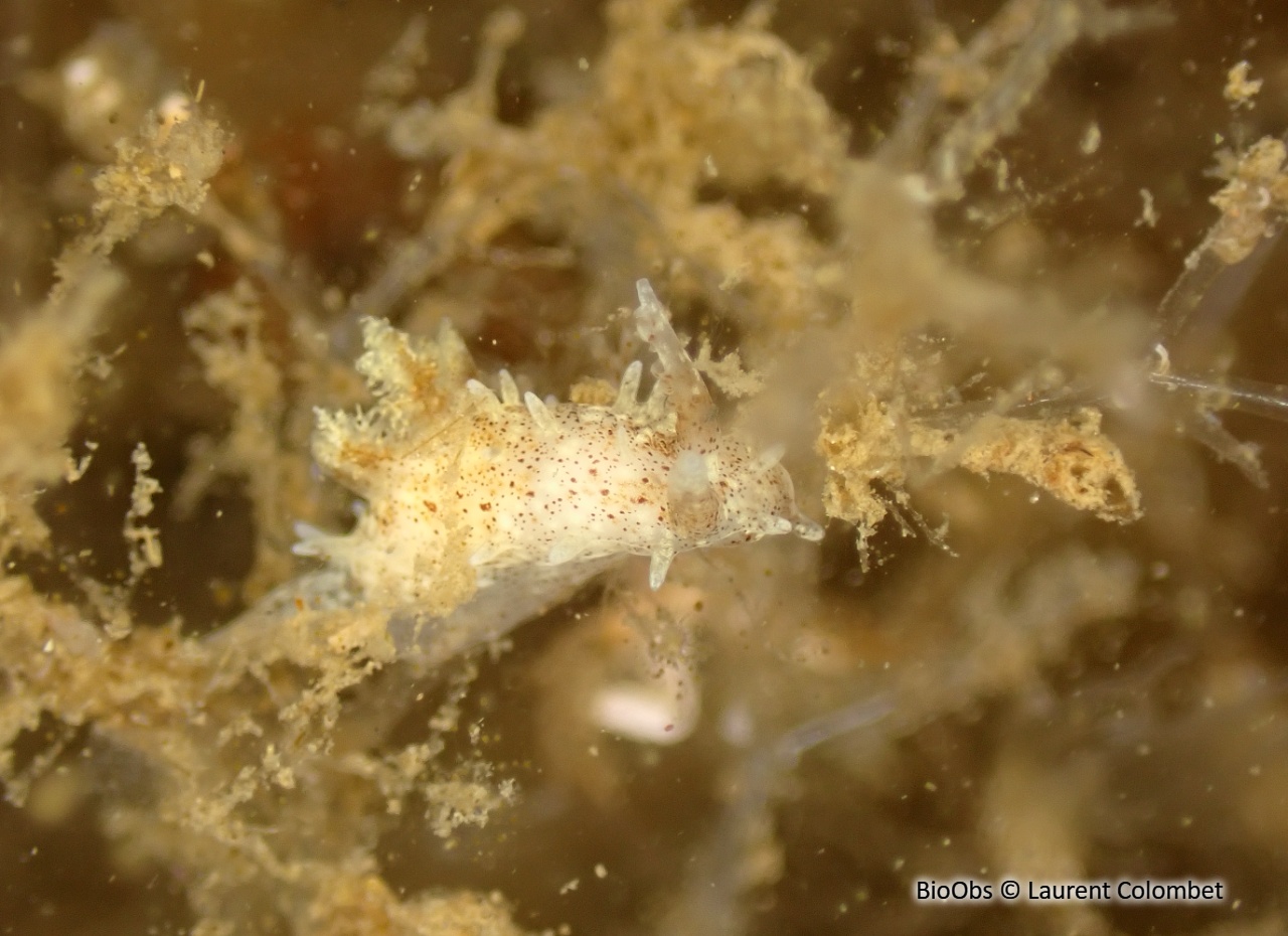 Okénia tachetée - Bermudella polycerelloide - Laurent Colombet - BioObs