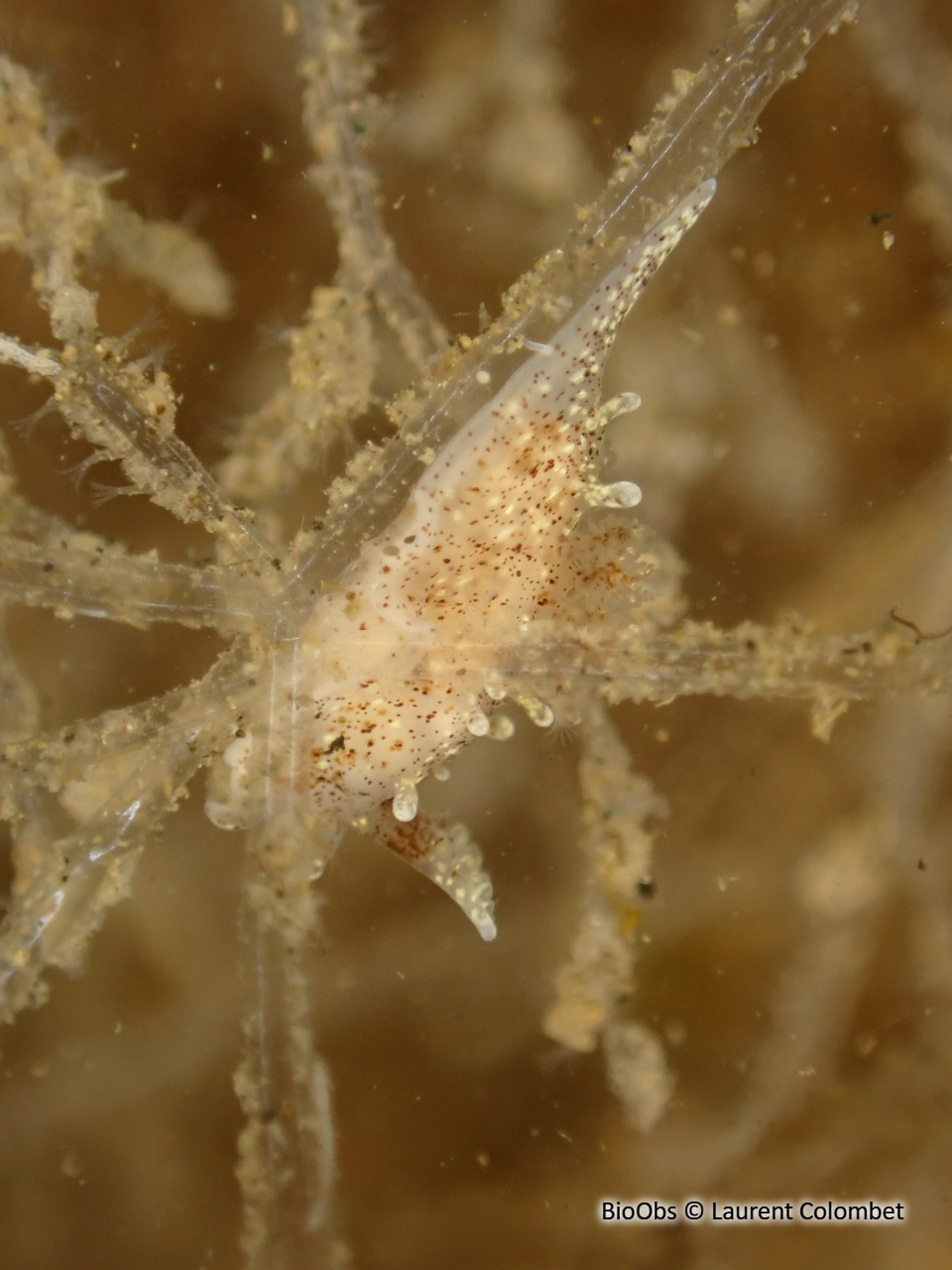 Okénia tachetée - Bermudella polycerelloide - Laurent Colombet - BioObs