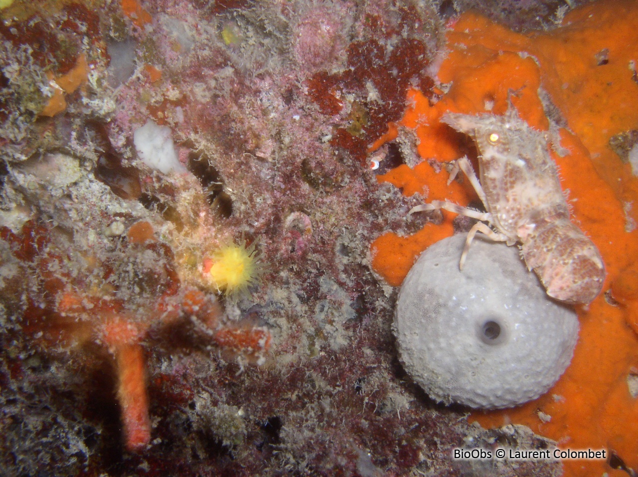 Cigale de mer naine - Scyllarus pygmaeus - Laurent Colombet - BioObs