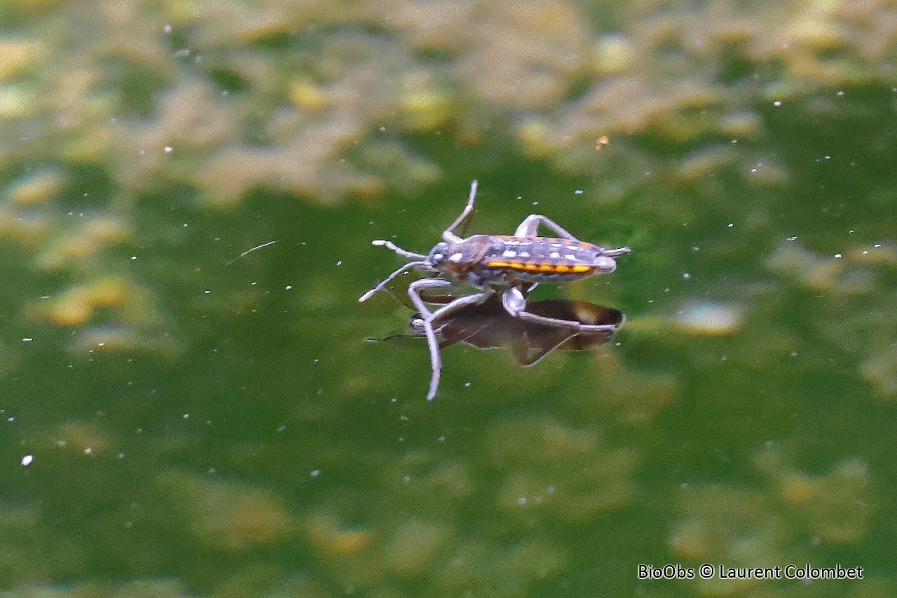 Criquet d'eau - Velia caprai - Laurent Colombet - BioObs