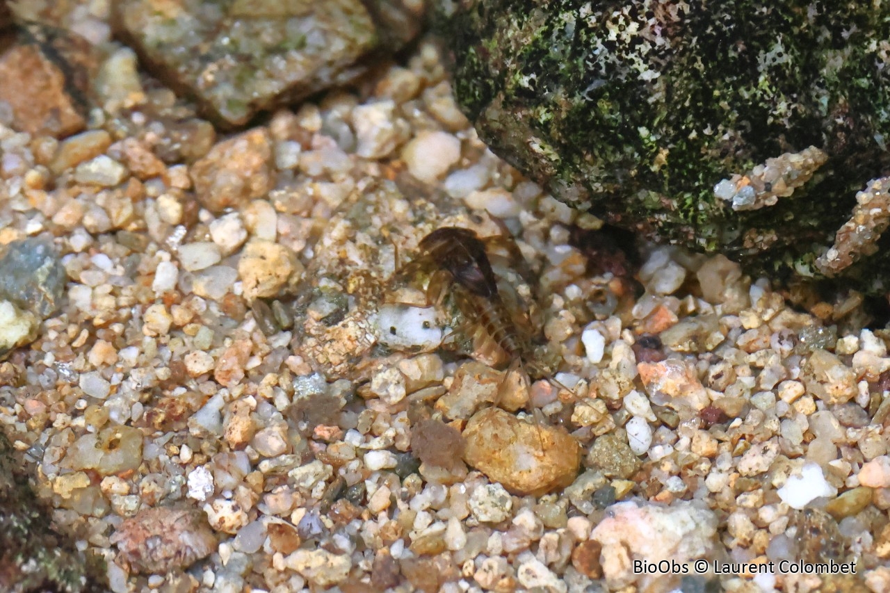 Larves d'éphémères - Ephemeroptera sp. - Laurent Colombet - BioObs