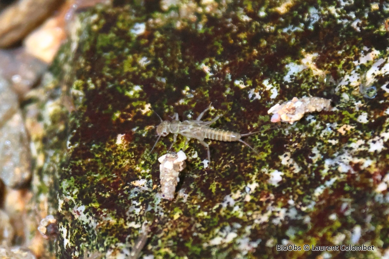 Larves d'éphémères - Ephemeroptera sp. - Laurent Colombet - BioObs