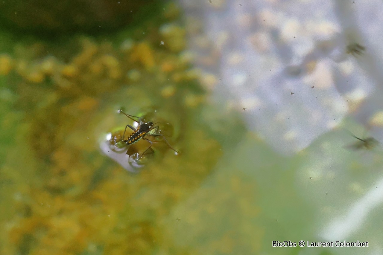 Criquet d'eau - Velia caprai - Laurent Colombet - BioObs