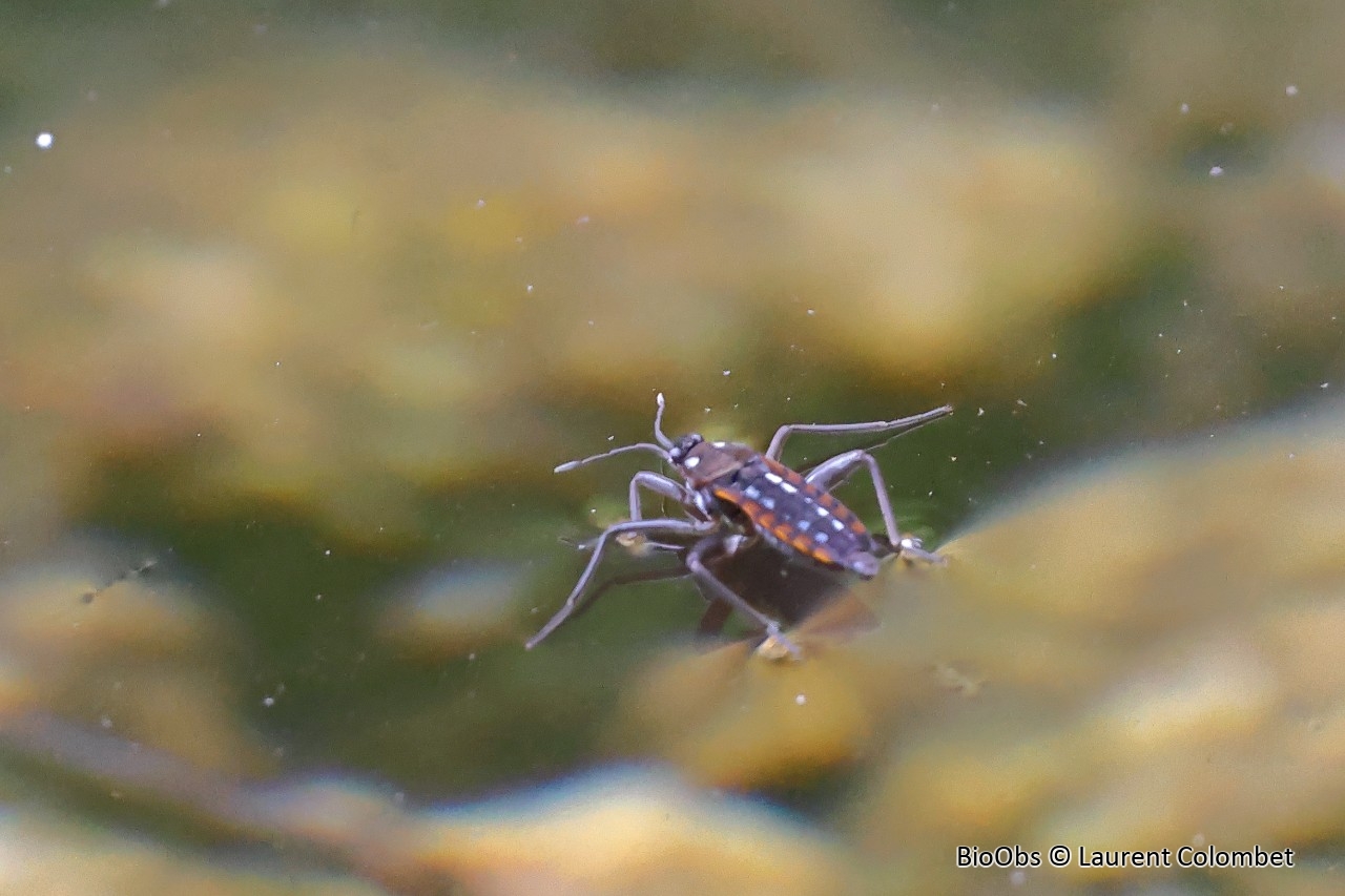 Criquet d'eau - Velia caprai - Laurent Colombet - BioObs