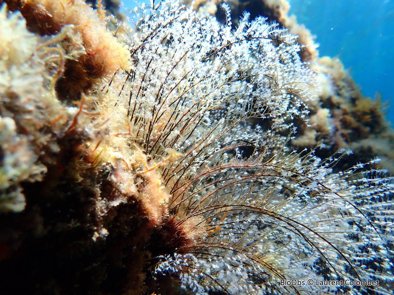 Hydraire des amarres - Pennaria disticha - Laurent Colombet - BioObs