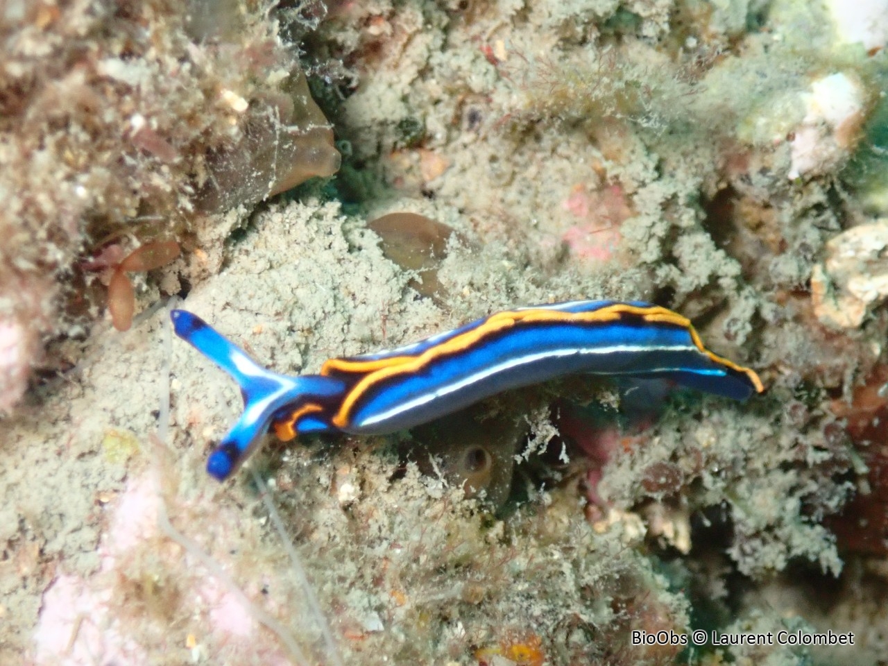 Thuridille de Hope - Thuridilla hopei - Laurent Colombet - BioObs