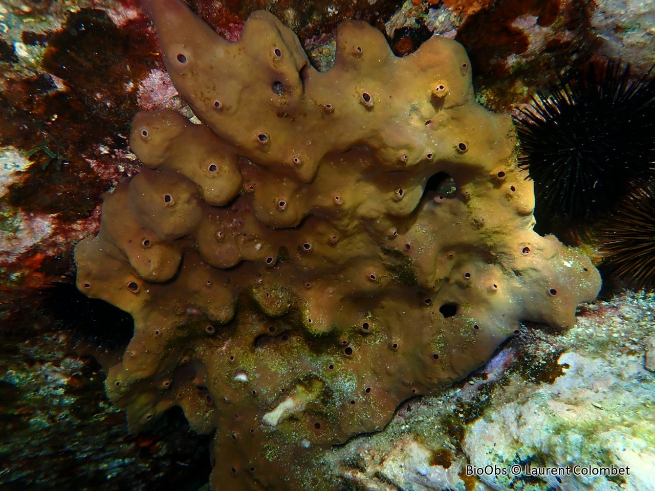 Eponge pierre - Petrosia (Petrosia) ficiformis - Laurent Colombet - BioObs