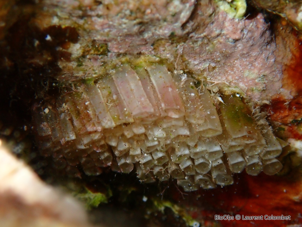 Bouche de sang ponte - Stramonita - Laurent Colombet - BioObs