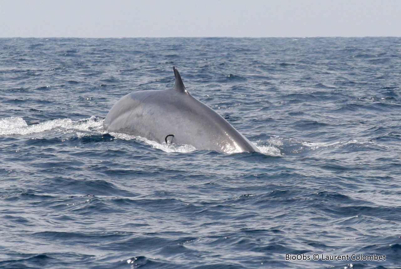 Lamproie marine - Petromyzon marinus - Laurent Colombet - BioObs