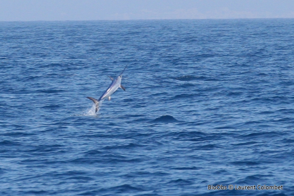 Espadon - Xiphias gladius - Laurent Colombet - BioObs