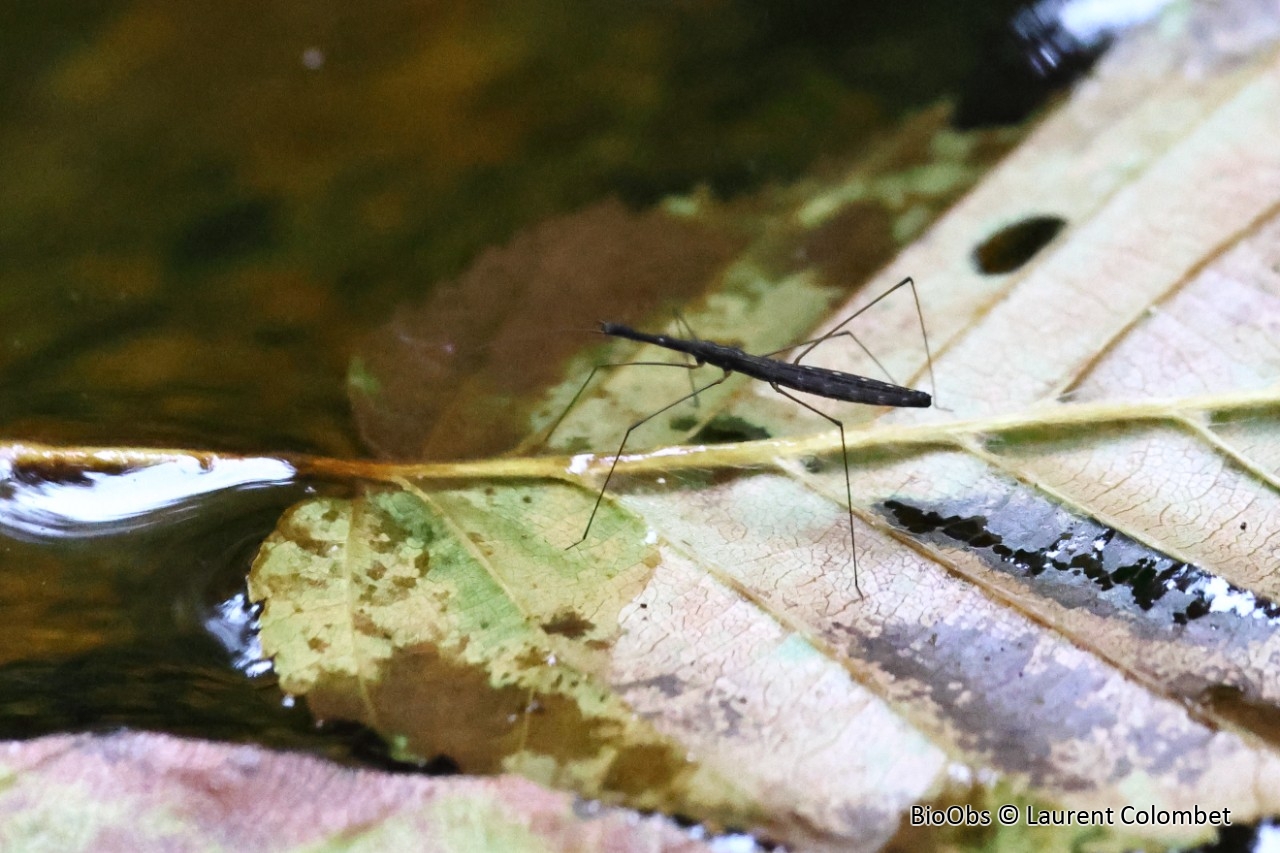 Hydromètre stagnant - Hydrometra stagnorum - Laurent Colombet - BioObs