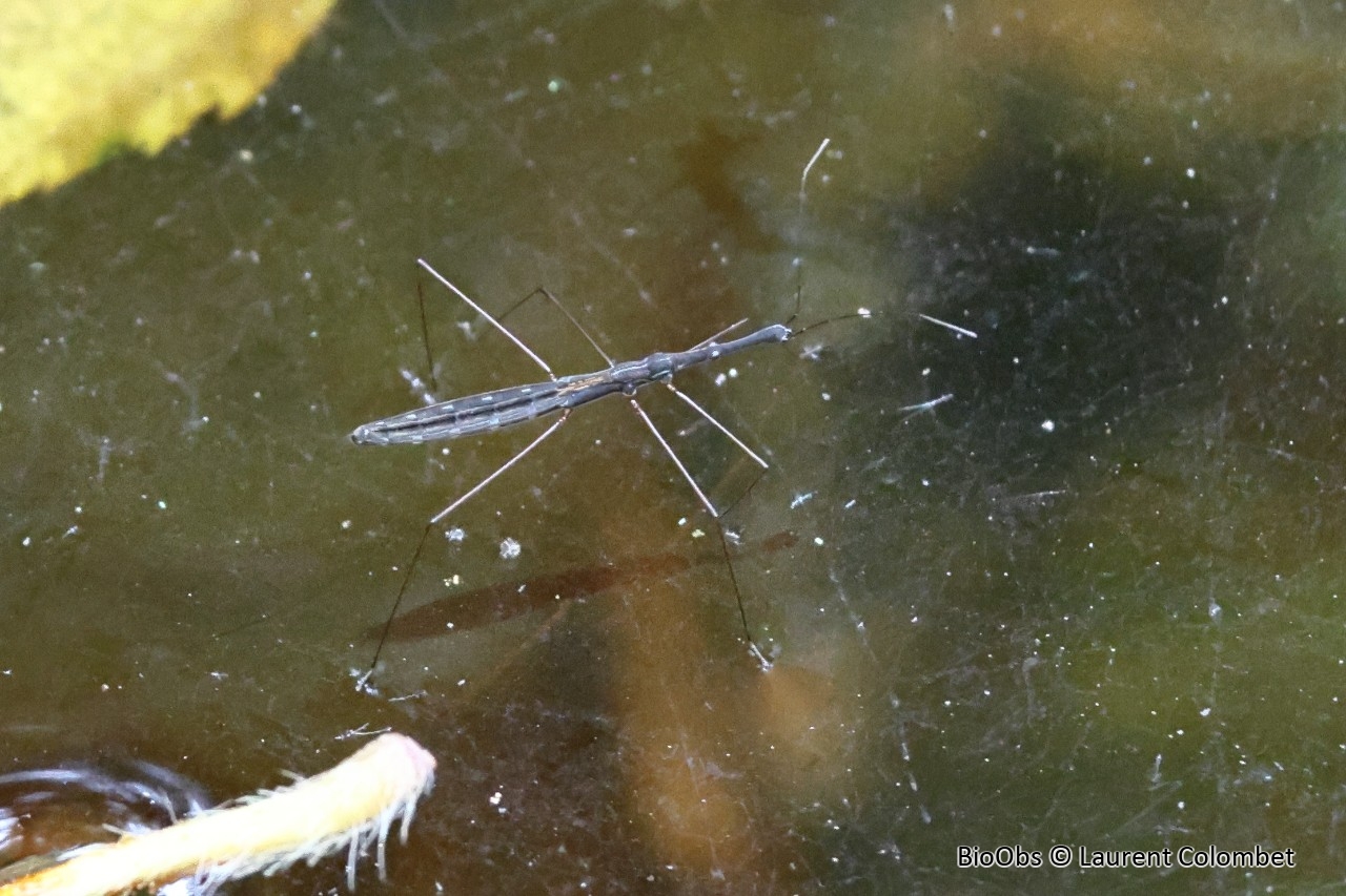 Hydromètre stagnant - Hydrometra stagnorum - Laurent Colombet - BioObs