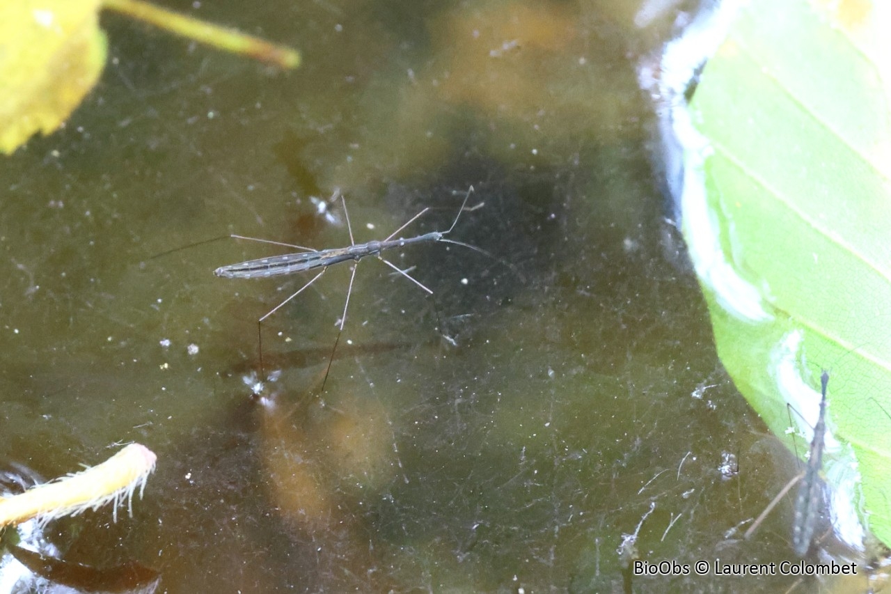 Hydromètre stagnant - Hydrometra stagnorum - Laurent Colombet - BioObs