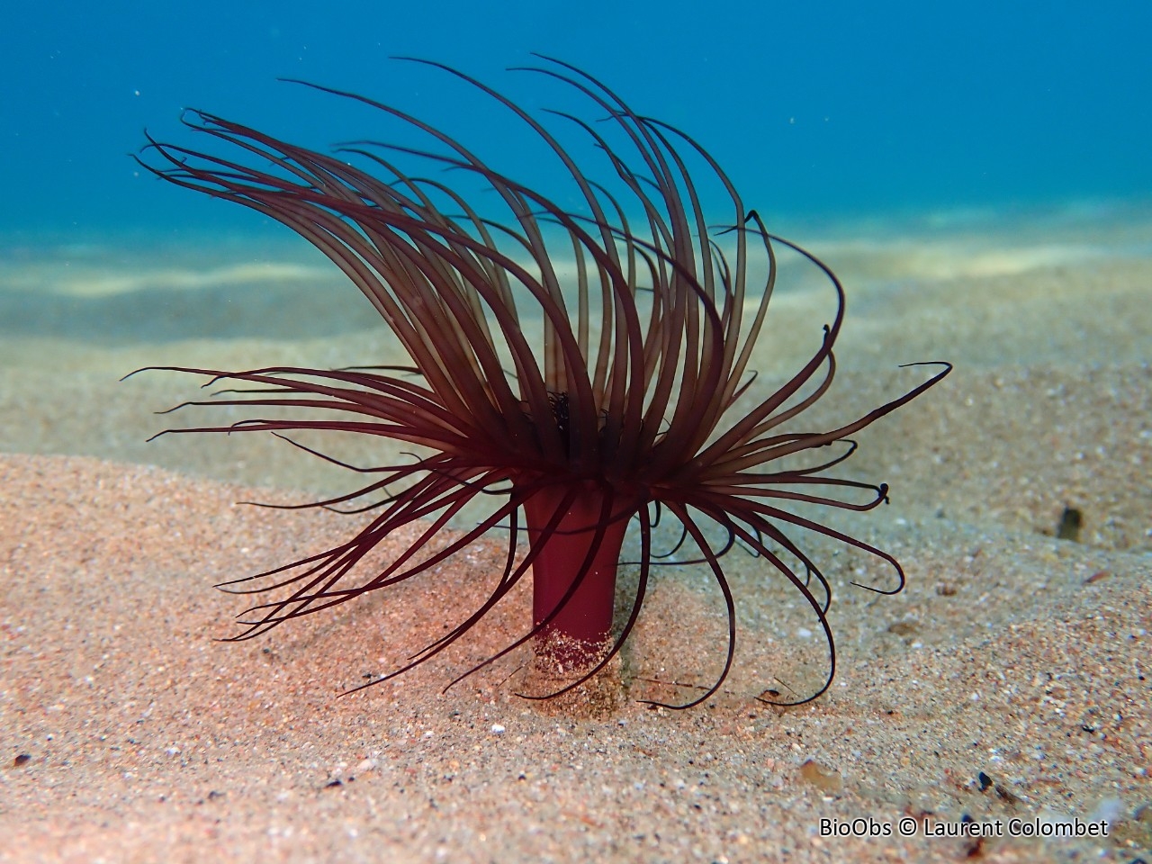 Cérianthe solitaire - Pachycerianthus solitarius - Laurent Colombet - BioObs