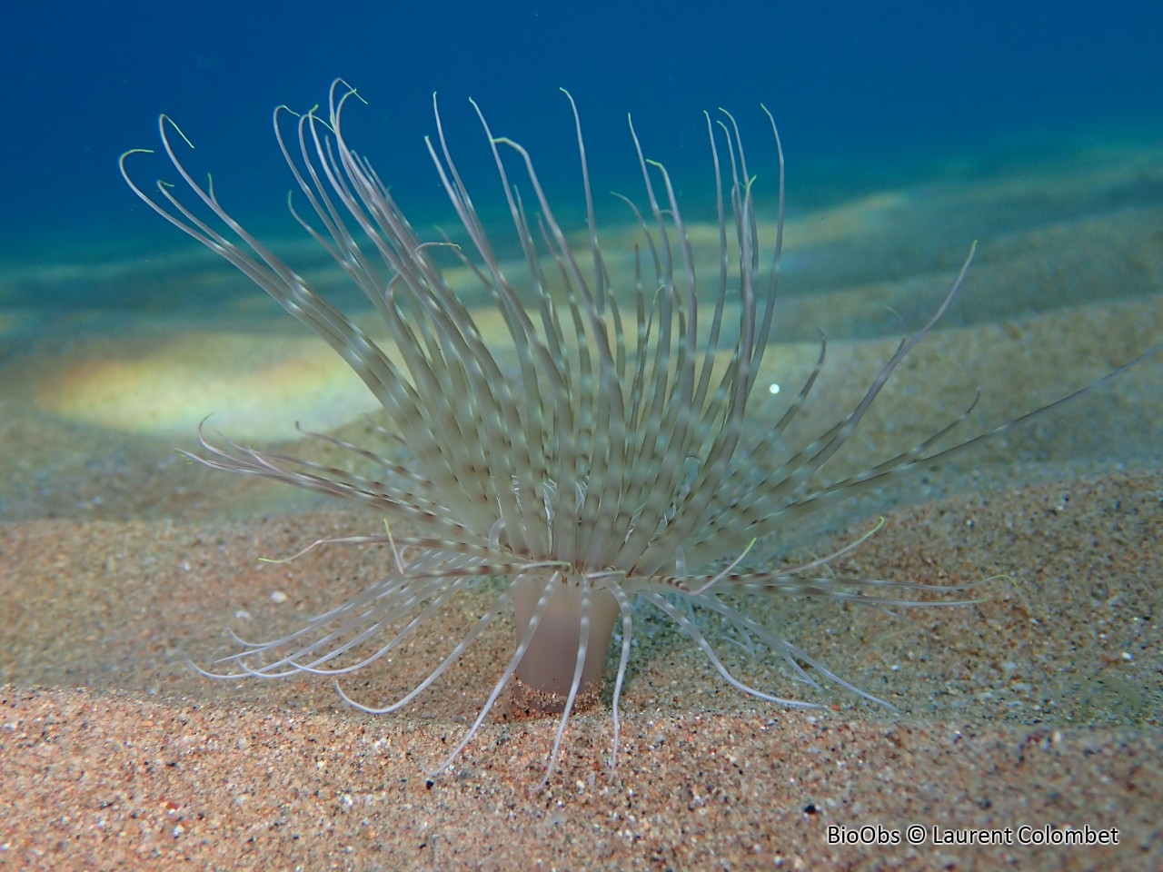Cérianthe solitaire - Pachycerianthus solitarius - Laurent Colombet - BioObs
