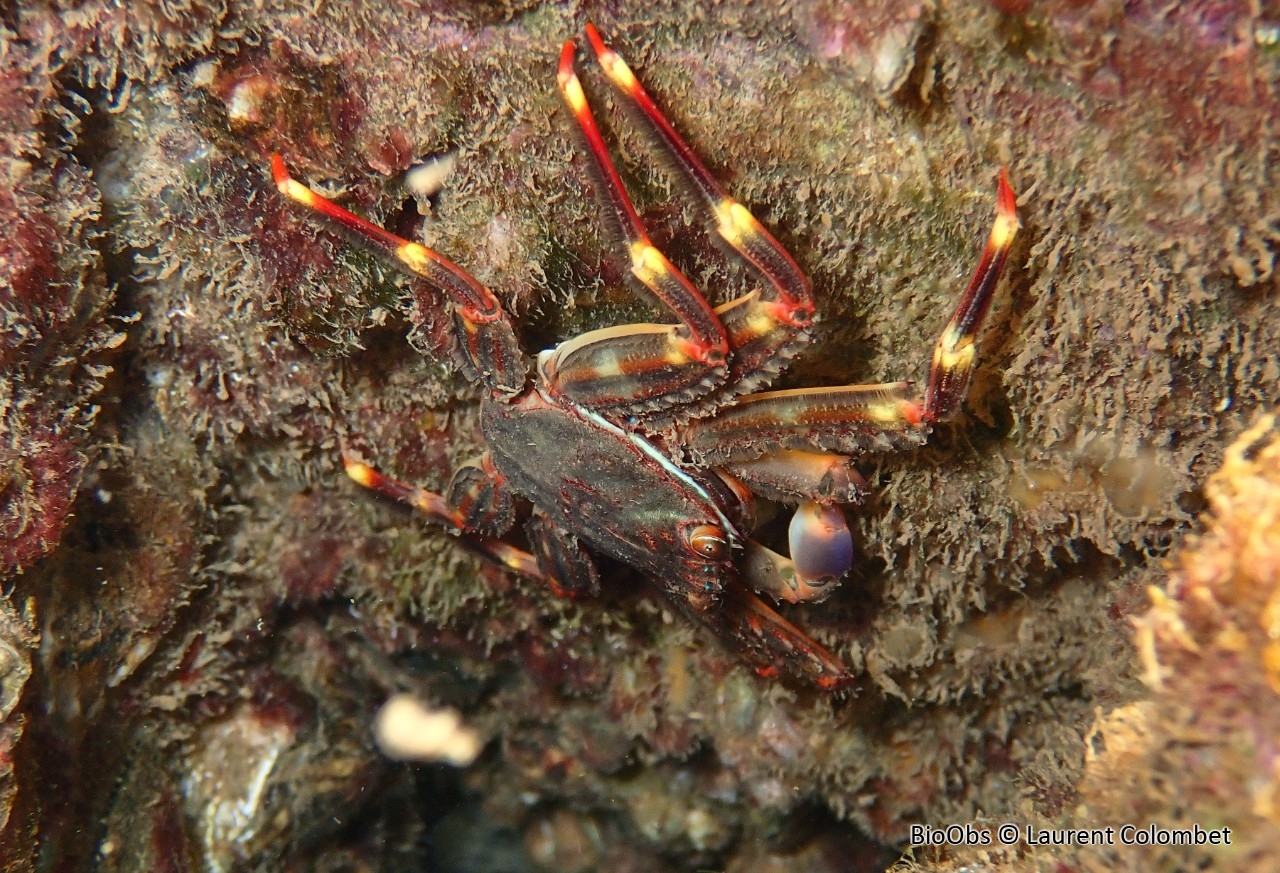 Crabe plat des oursins - Percnon gibbesi - Laurent Colombet - BioObs