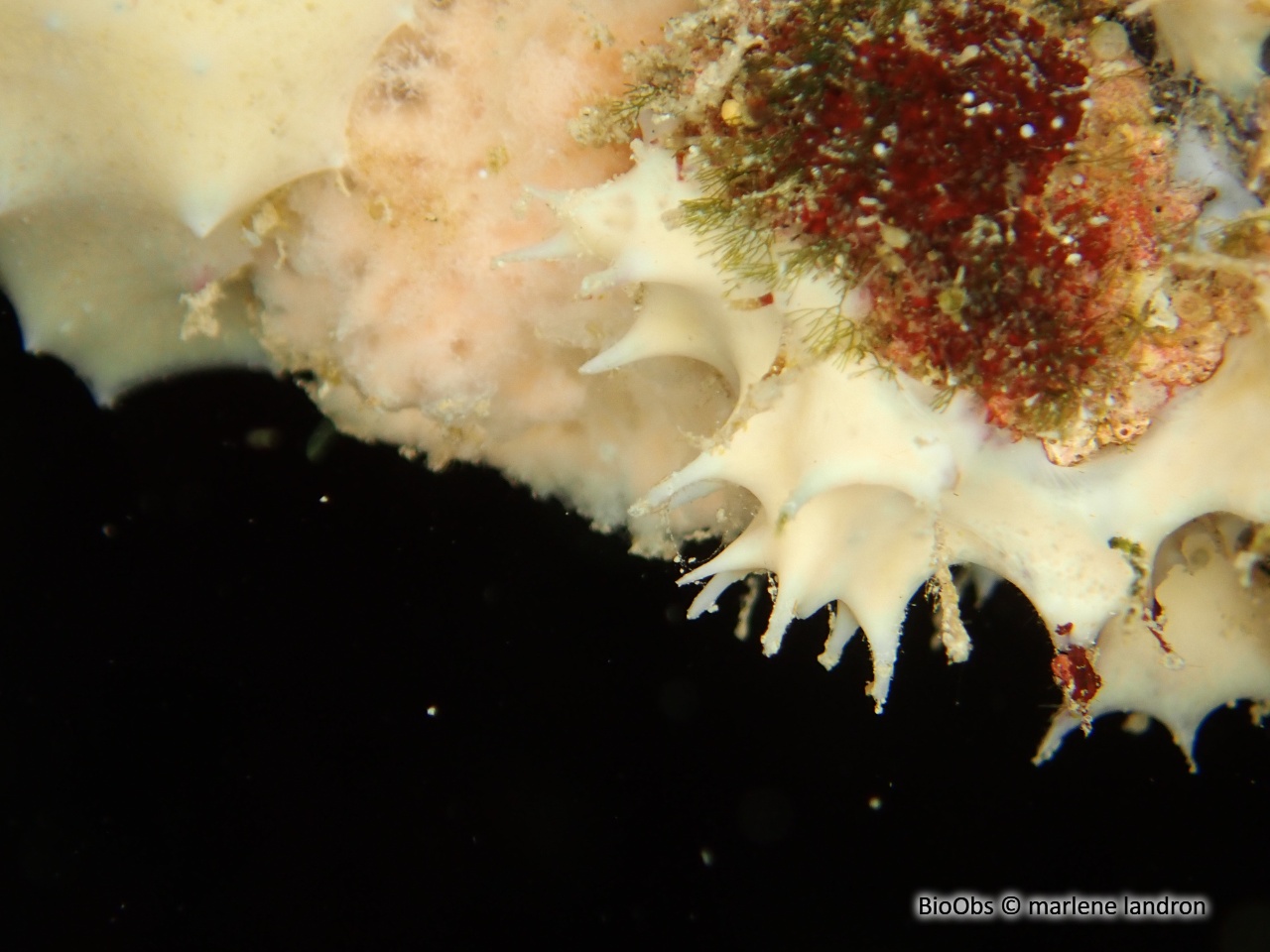 Eponge blanche épineuse - Pleraplysilla spinifera - marlene landron - BioObs