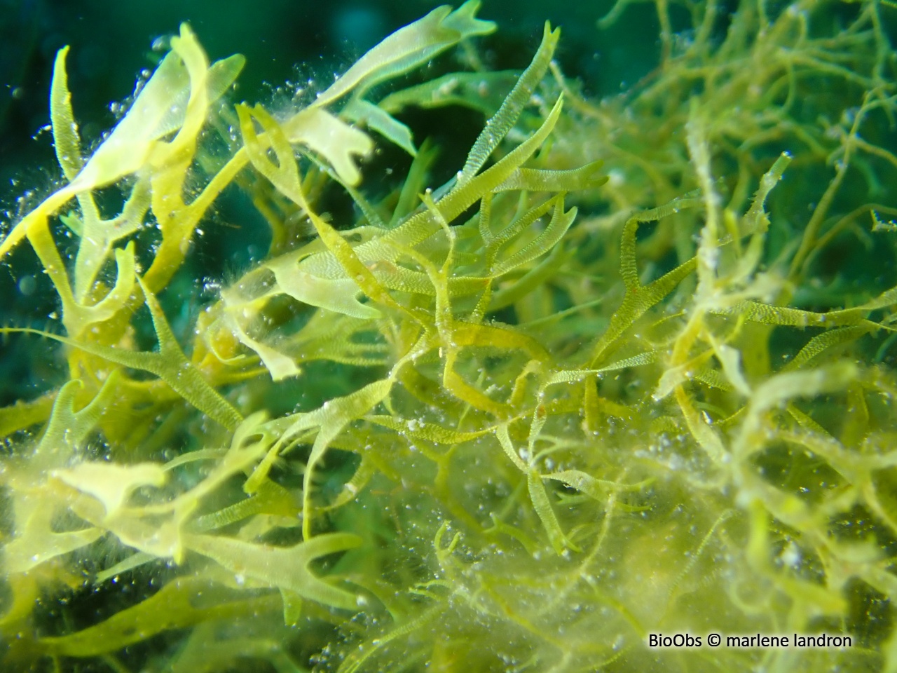 Dictyote - Dictyota dichotoma - marlene landron - BioObs