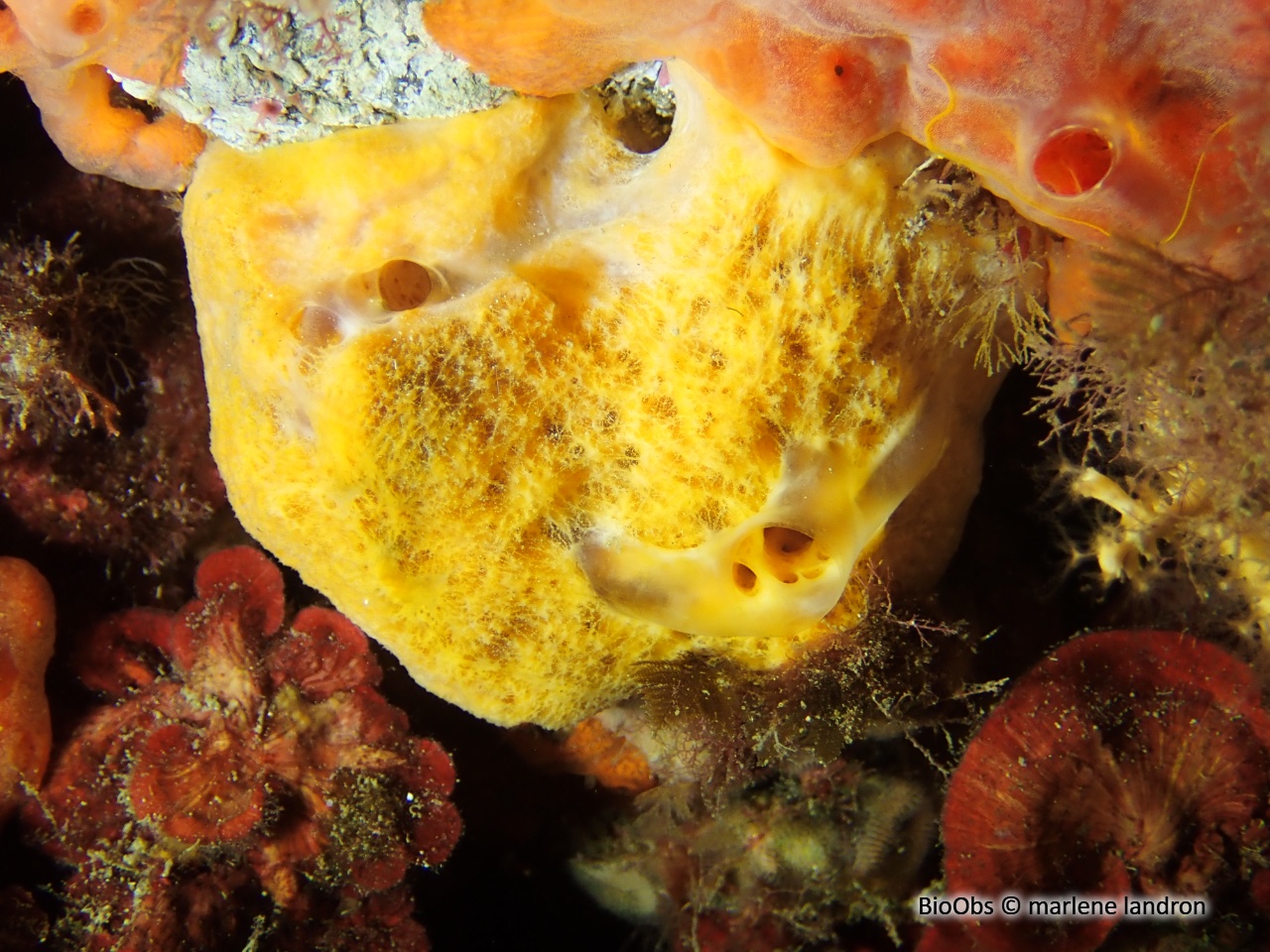 Dictyonelle à crêtes - Dictyonella incisa - marlene landron - BioObs