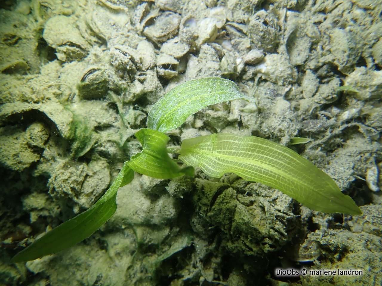 Potamot luisant - Potamogeton lucens - marlene landron - BioObs
