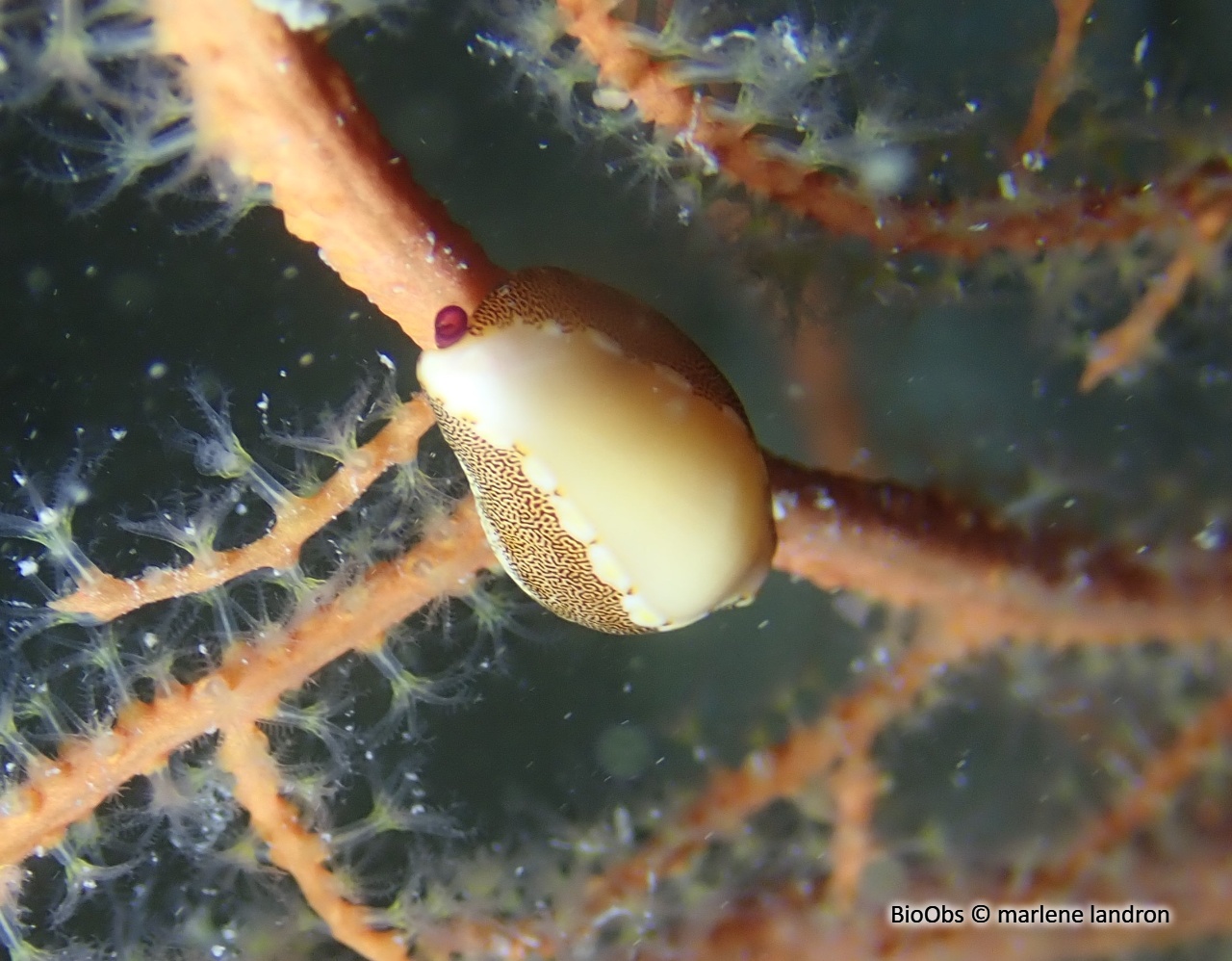 Simnie blanche - Simnia spelta - marlene landron - BioObs